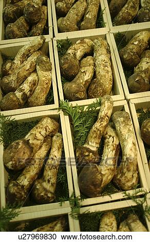 Stock Image - Matsutake mushrooms in boxes, close up, full frame. Fotosearch