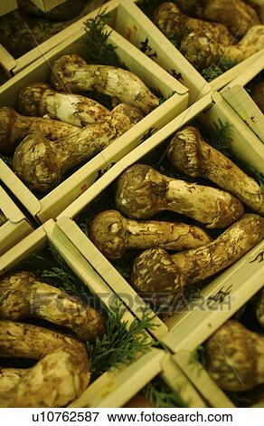Matsutake mushrooms in boxes, close up, full frame View Large Photo Image Stock Photo - Matsutake mushrooms in boxes, close up, full frame. Fotosearch