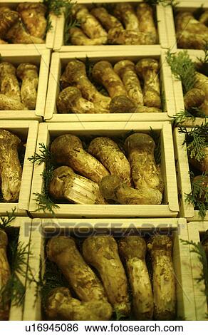Stock Photograph - Matsutake mushrooms in boxes, close up, full frame. Fotosearch