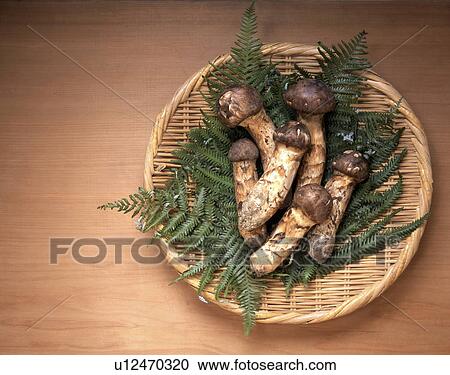 Matsutake mushrooms on colander View Large Photo Image Stock Image - Matsutake mushrooms on colander. Fotosearch