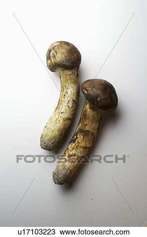 Stock Image - Matsutake mushrooms, white background. Fotosearch