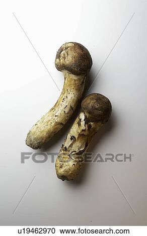 Matsutake mushrooms, white background View Large Photo Image Stock Image - Matsutake mushrooms, white background. Fotosearch