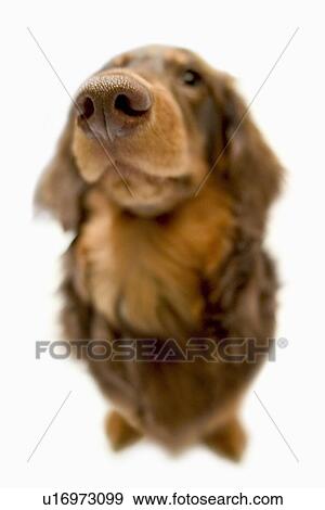Miniature Dachshund, close up, white background, cut out View Large Photo Image Stock Photo - Miniature Dachshund, close up, white background, cut out. Fotosearch