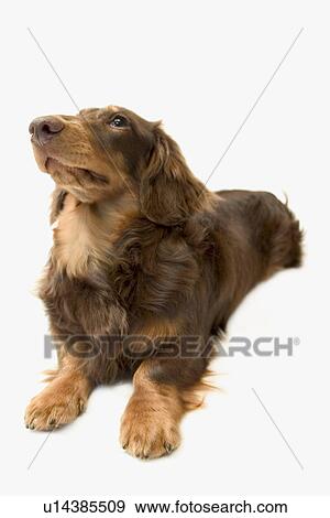 Miniature Dachshund, white background, cut out View Large Photo Image Stock Photo - Miniature Dachshund, white background, cut out. Fotosearch