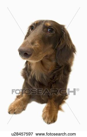 Stock Photo - Miniature Dachshund, white background, cut out. Fotosearch