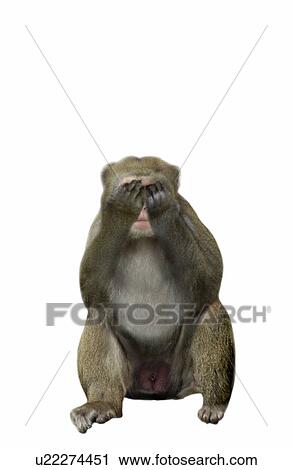 Stock Image - Monkey Blindfold By Hands. Fotosearch