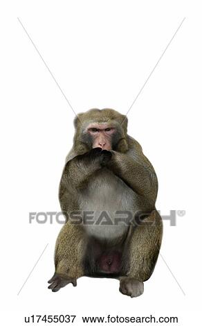 Monkey Hiding Mouth By Hands View Large Photo Image Stock Photo - Monkey Hiding Mouth By Hands. Fotosearch