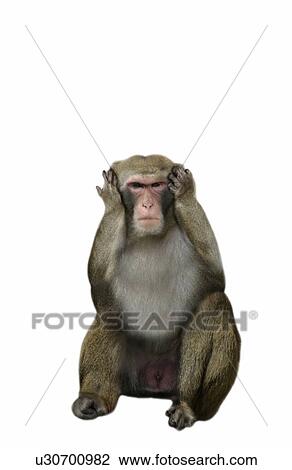 Stock Image - Monkey Shutting Ears By Hands. Fotosearch