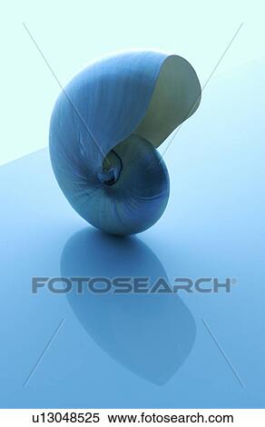Nautilus shell, blue background View Large Photo Image Stock Photography - Nautilus shell, blue background. Fotosearch