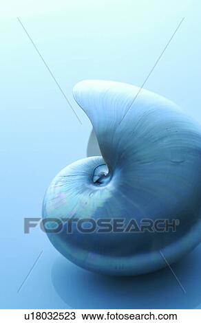 Nautilus shell, close up, blue background View Large Photo Image Stock Image - Nautilus shell, close up, blue background. Fotosearch