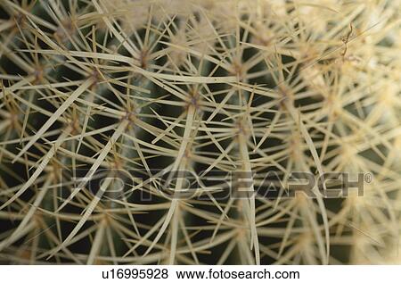 Needles of cactus, close up, full frame View Large Photo Image Stock Photo - Needles of cactus, close up, full frame. Fotosearch