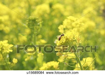 Oilseed rape and bee View Large Photo Image Picture - Oilseed rape and bee. Fotosearch
