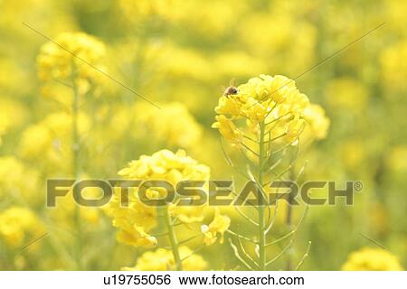 Stock Photograph - Oilseed rape and bee. Fotosearch