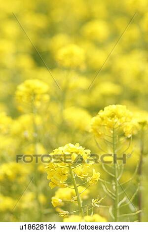 Picture - Oilseed rape field. Fotosearch
