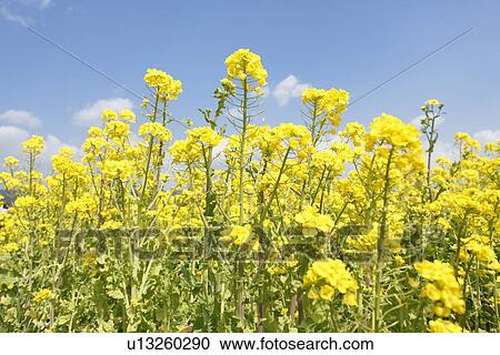 Stock Image - Oilseed rape . Fotosearch