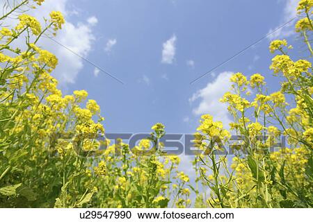 Stock Image - Oilseed rape . Fotosearch