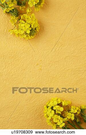 Stock Photo - Oilseed rape. Fotosearch