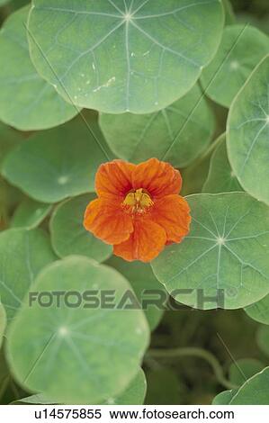 Stock Photography - Orange flower in green leaves, close up. Fotosearch