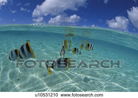 Pacific double-saddle butterflyfish, Tahiti View Large Photo Image Stock Image - Pacific double-saddle butterflyfish, Tahiti. Fotosearch