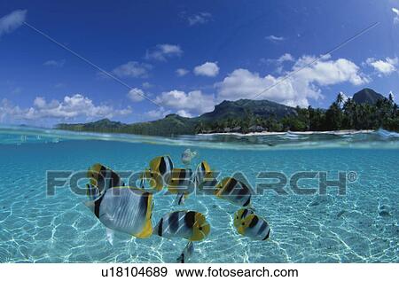 Pacific double-saddle butterflyfish, Tahiti View Large Photo Image Stock Photo - Pacific double-saddle butterflyfish, Tahiti. Fotosearch