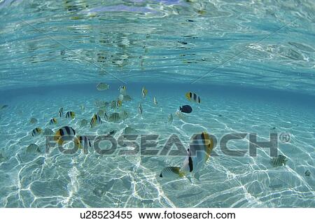 Stock Photography - Pacific double-saddle butterflyfish, Tahiti. Fotosearch