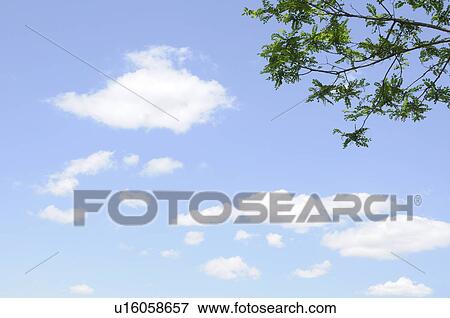 Part of tree and sky, Kanagawa Prefecture, Honshu, Japan View Large Photo Image Stock Photo - Part of tree and sky, Kanagawa Prefecture, Honshu, Japan. Fotosearch