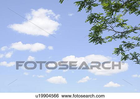 Part of tree and sky, Kanagawa Prefecture, Honshu, Japan View Large Photo Image Stock Photograph - Part of tree and sky, Kanagawa Prefecture, Honshu, Japan. Fotosearch