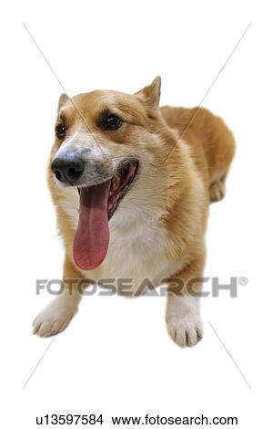 Pembroke Welsh Corgi lying down View Large Photo Image Picture - Pembroke Welsh Corgi lying down. Fotosearch