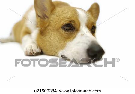 Pembroke Welsh Corgi lying down View Large Photo Image Picture - Pembroke Welsh Corgi lying down. Fotosearch