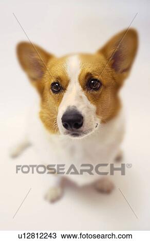 Pembroke Welsh Corgi View Large Photo Image Stock Image - Pembroke Welsh Corgi. Fotosearch