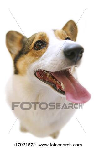 Pembroke Welsh Corgi View Large Photo Image Stock Image - Pembroke Welsh Corgi. Fotosearch