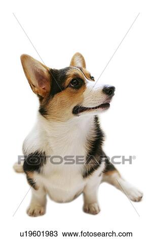Stock Image - Pembroke Welsh Corgi. Fotosearch