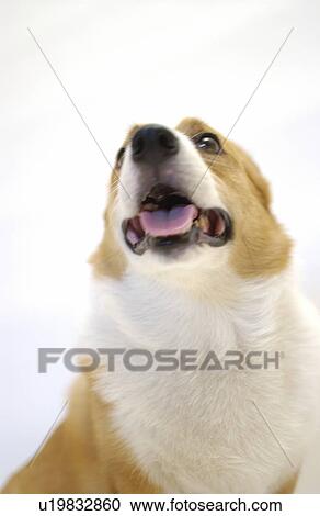 Stock Image - Pembroke Welsh Corgi. Fotosearch