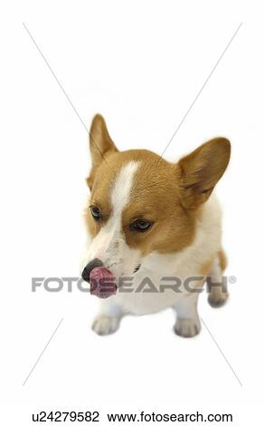 Stock Image - Pembroke Welsh Corgi. Fotosearch