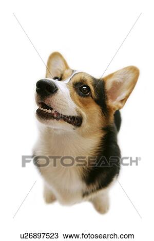 Stock Image - Pembroke Welsh Corgi. Fotosearch