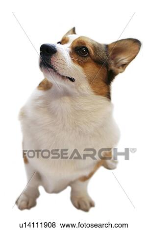 Pembroke Welsh Corgi View Large Photo Image Stock Photo - Pembroke Welsh Corgi. Fotosearch