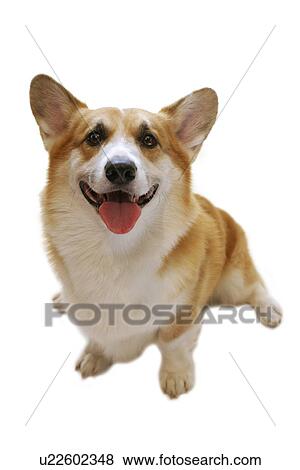 Stock Photo - Pembroke Welsh Corgi. Fotosearch