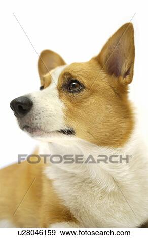 Stock Photo - Pembroke Welsh Corgi. Fotosearch