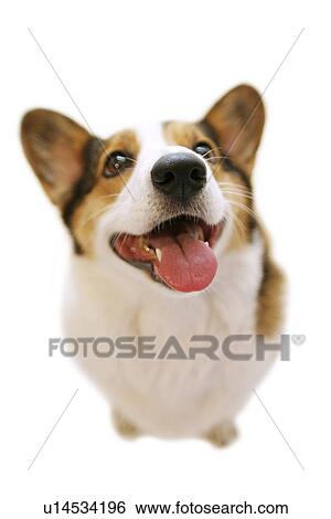 Pembroke Welsh Corgi View Large Photo Image Stock Photograph - Pembroke Welsh Corgi. Fotosearch