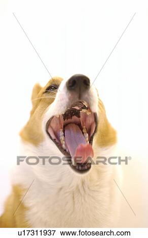 Stock Photo - Pembroke Welsh Corgi yawning. Fotosearch