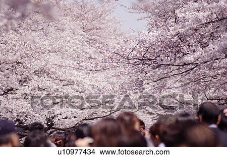Picture - People under cherry blossoms, Tokyo prefecture, Japan. Fotosearch