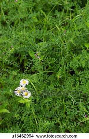 Philadelphia daisy in field, Kamakura city, Kanagawa prefecture, Japan View Large Photo Image Picture - Philadelphia daisy in field, Kamakura city, Kanagawa prefecture, Japan. Fotosearch