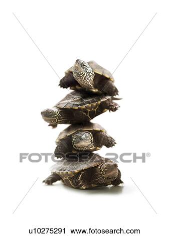 Piled tortoises, computer graphic, white background View Large Photo Image Stock Image - Piled tortoises, computer graphic, white background. Fotosearch