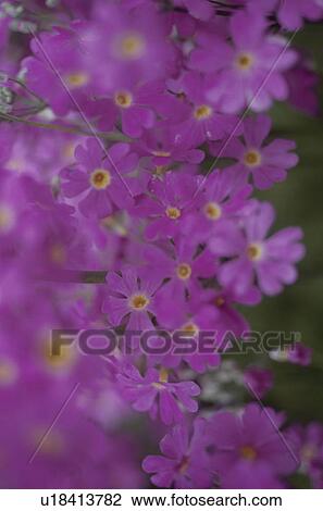 Pink flowers, close up View Large Photo Image Stock Image - Pink flowers, close up. Fotosearch