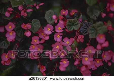Pink flowers, close up View Large Photo Image Stock Image - Pink flowers, close up. Fotosearch