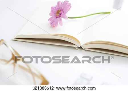 Stock Image - Pink gerbera daisy on open book, close up, white background. Fotosearch