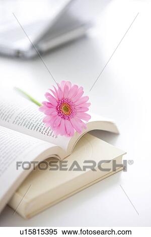 Stock Photography - Pink gerbera daisy on opened book. Fotosearch