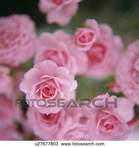 Stock Image - Pink roses. Fotosearch