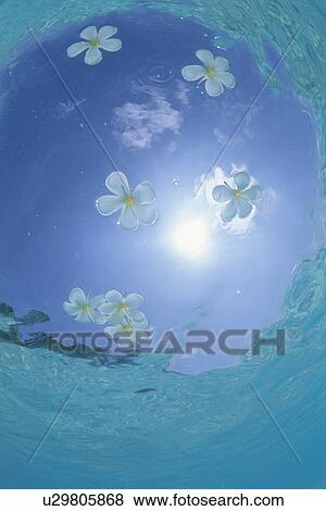 Stock Photo - Plumeria flowers floating on sea, Maldives. Fotosearch