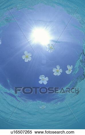Stock Photography - Plumeria flowers floating on sea, Maldives. Fotosearch
